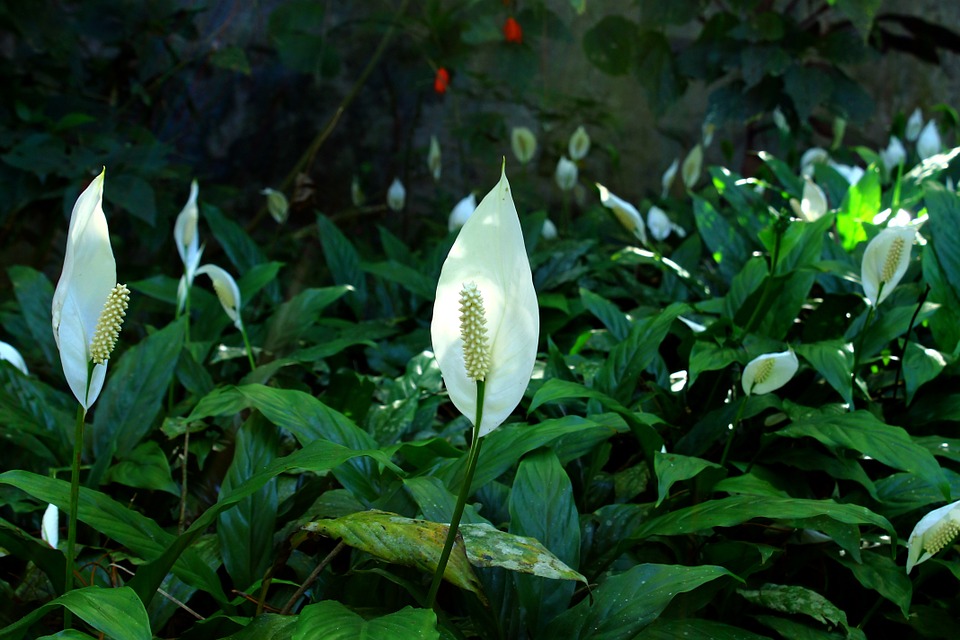 peace-lily-830968_960_720