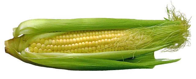 corn-667678_640