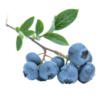 blueberry-539135_640