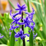 hyacinth-696448_960_720