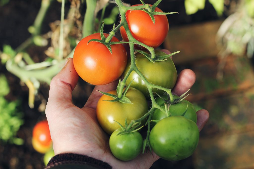 rolnik ocenia jakość dojrzewających pomidorów
