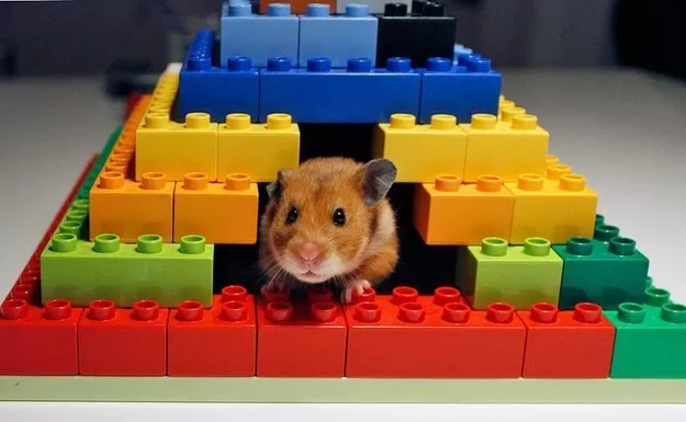 hamster-bloggen.blogspot.co.uk